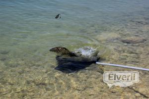 Crystal clear, enviado por: John (No registrado)