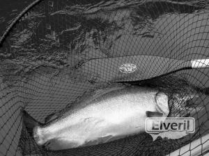 King salmon con mosca, sent by: Johansen