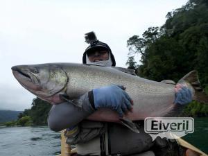 King salmon con mosca, enviado por: Johansen