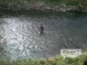 rio urola (gipuzkoa)tramo ciprinidos, enviado por: Erreka (No registrado)