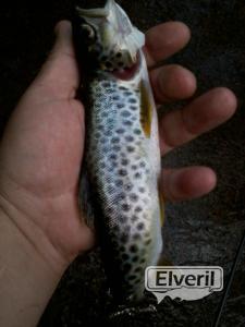 Urdaneta erreka (Zarautz) Gipuzkoa, sent by: Antonio - Andres (Not registered)