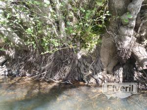 Las raices, envoyé par: enedino