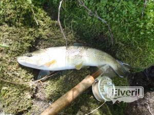 Trucha del Ebro, sent by: Burgales de Madrid (Not registered)