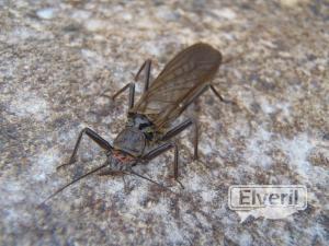 Mosca de la piedra, sent by: enedino