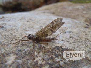 Efemera, sent by: enedino