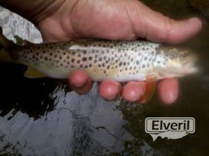 Imagenes el veril pesca, enviado por: Pais Vasco (Gipuzkoa) (No registrado)