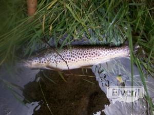 Imagenes el veril pesca, enviado por: Pais Vasco (Gipuzkoa) (No registrado)