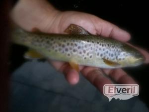 Imagenes el veril pesca, enviado por: Pais Vasco (Gipuzkoa) (No registrado)