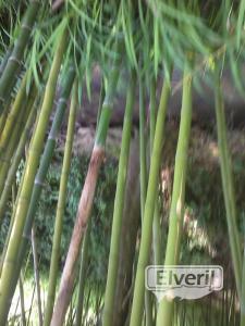 inurritza erreka /zarautz/pais vasco/Guipuzcoa, enviado por: ENEKO
