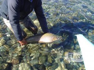 Rio Limay, enviado por: Johansen