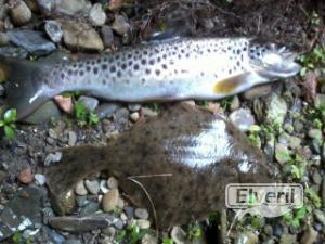 Pesca en regatas de costa (Guipuzcoa), enviado por: el pesqui (No registrado)