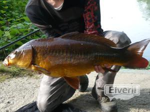 esta preciosa carpa me adado el record personal de 7,705k, enviado por: miguel angel manzno vila (No registrado)