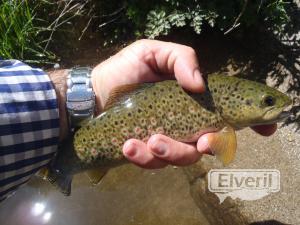 Los Llanos de Tormes, enviado por: enedino