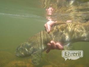 BAJO EL AGUA, enviado por: enedino