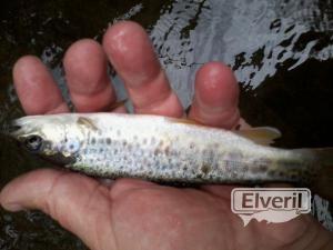 Pais Vasco, sent by: Todo por la Pesca (Not registered)