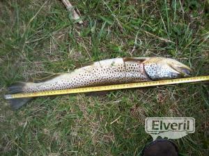 Rio Urola -Atzolaras-Aizarnazabal-Gipuzkoa-Euskadi, envoyé par: El veri pesca pais vasco (Non enregistré)