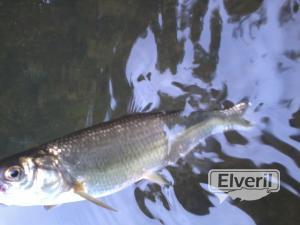 el veril pesca, sent by: evp (Not registered)