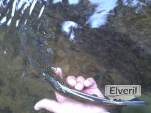 el veril pesca, sent by: evp (Not registered)