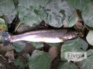 el veril pesca, sent by: evp (Not registered)