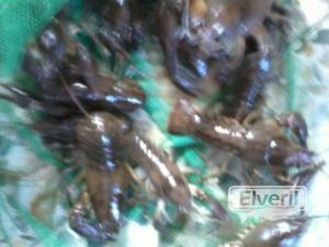 cangrejos, enviado por: iml (No registrado)