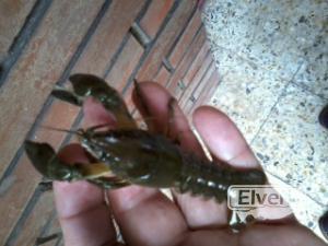 cangrejos, enviado por: iml (No registrado)
