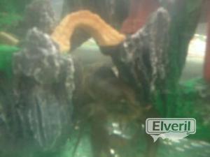 cangrejo, enviado por: evp (No registrado)