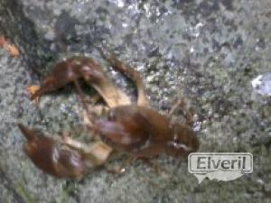 Cangrejo autoctono adulto, enviado por: evp (No registrado)