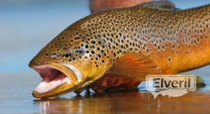 Bariloche Outfitters, enviado por: da (No registrado)