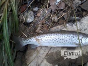 Reo/trucha marina del Rio Urola, sent by: Eneko (Not registered)