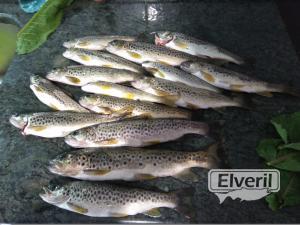 pesca en guipuzcoa, enviado por: Ruper (No registrado)
