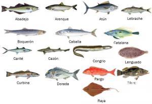 Peces de mar, sent by: Pesca deportiva (Not registered)