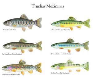 Tipos de truchas, sent by: Pesca deportiva (Not registered)