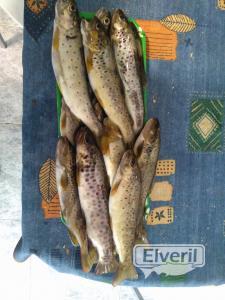Pesca en España , enviado por: Mosca (No registrado)