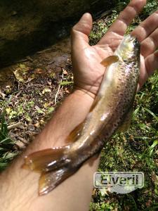 Pesca en España , enviado por: Mosca (No registrado)