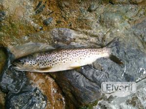Pesca en España , enviado por: Patearrios (No registrado)