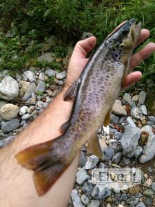 Pesca en España , enviado por: Patearrios (No registrado)