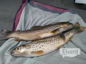 Pesca en España , enviado por: Pesca  (No registrado)
