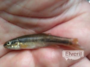 Pesca en España , enviado por: Pesca  (No registrado)