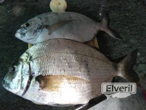 Pesca Sargos, sent by: Eneko (Not registered)