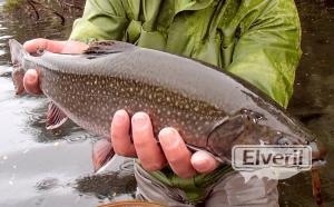 Brook o salvelinus fontinalis, sent by: Johansen