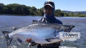 King salmon, de rio patagonico, lado chileno, envoyé par: Johansen