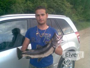 Trucha 4 kilos , enviado por: Barrax (No registrado)