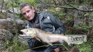 Trucha comun o fario , enviado por: Barrax (No registrado)