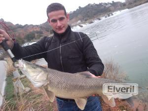 Barbo comizo, enviado por: Barrax (No registrado)