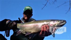 Steelhead Walnut Creek PA, envoyé par: Trico