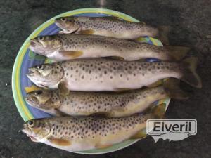 Comer truchas, envoyé par: Azpeitia (Non enregistré)