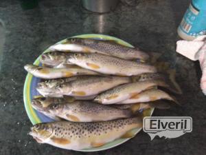 Truchas centro Europeas, envoyé par: Pescas (Non enregistré)