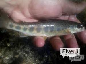Esguin salmon, enviado por: XXI (No registrado)