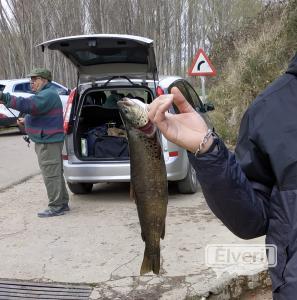 Truchas en Haza, envoyé par: Juanpe (Non enregistré)