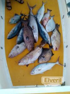 Un dia de pesca en Isla Mujeres, sent by: Jesus (Not registered)